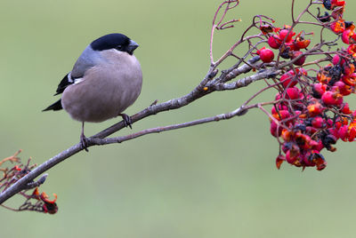 Close-up of bird perching on twig