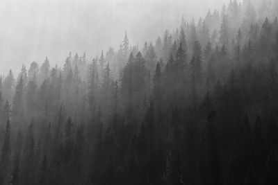 Panoramic shot of trees in forest