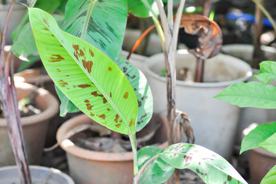 Close-up of grasshopper on potted plant