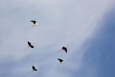 Low angle view of birds flying