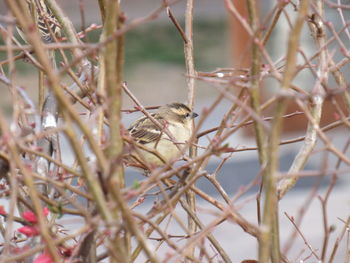 Close-up of bird perching on tree