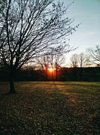 Bare trees on landscape at sunset