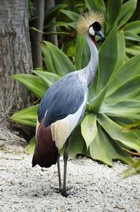 Close-up high angle view of gray heron