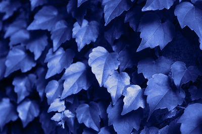 Full frame shot of purple hydrangea plants