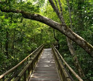 Footbridge amidst trees in forest