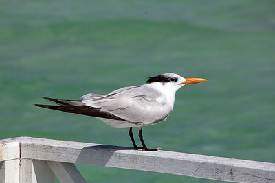 Close-up of bird perching on wooden post