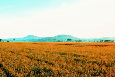 Scenic view of field against sky