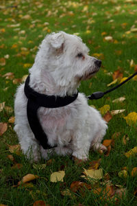 White dog on field