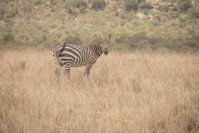 Zebra standing in a field