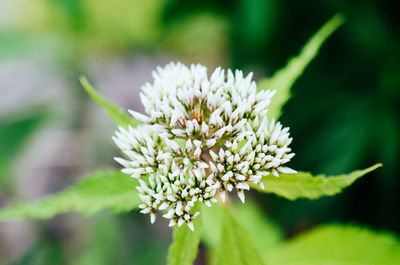 Close-up of white flowering plant
