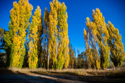 Trees in forest against sky during autumn