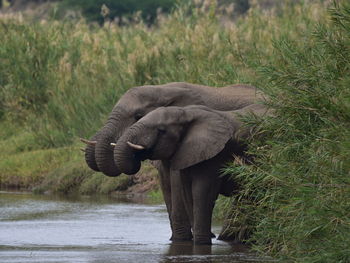 View of elephant in lake