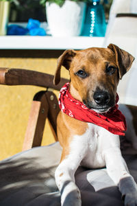Portrait of dog sitting on sofa