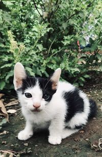 Portrait of kitten on plant