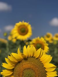 Close-up of yellow sunflower against sky
