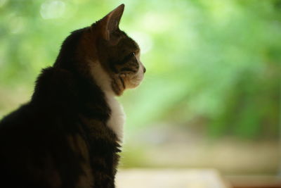 cat
