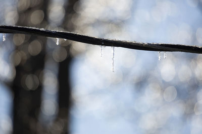 Close-up of raindrops on twig