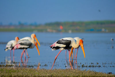 Painted storks foraging at lakeshore