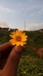 Close-up of hand holding yellow flower