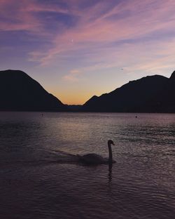 Silhouette swans swimming in lake against sky during sunset