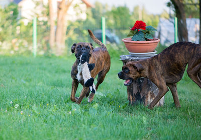 View of two boxer dogs on field