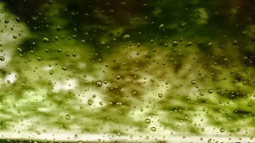 Close-up of water drops on leaf