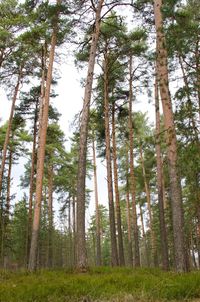 Low angle view of trees in forest