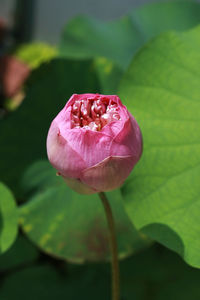 Close-up of pink lotus water lily