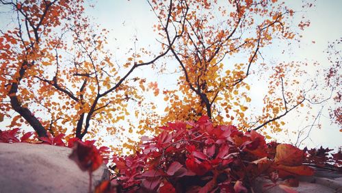 Low angle view of flower tree against sky