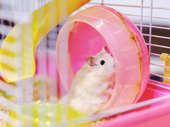Close-up of a parrot in cage