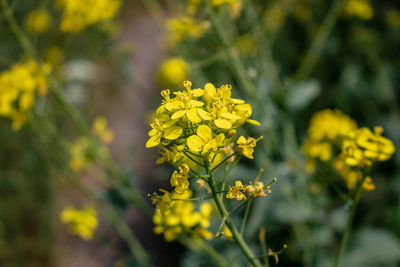 Close-up of yellow flowering plant on field