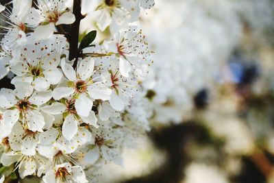 Close-up of white cherry blossoms in spring