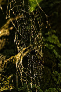 Close-up of spider web on plant