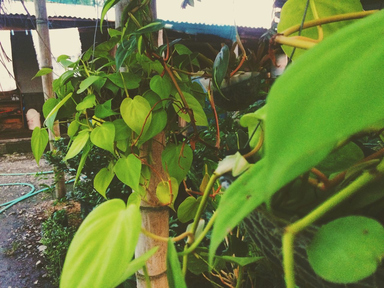 CLOSE-UP VIEW OF FRESH GREEN PLANTS