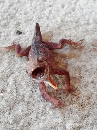 Lizard on ground