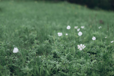 Close-up of white flowering plants on field