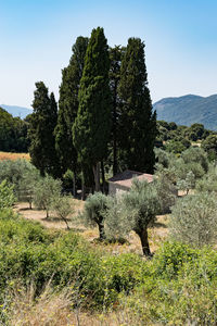 Trees on landscape against sky