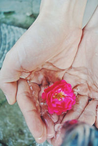 Close-up of hand holding flower