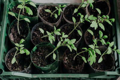 Seedlings with tomatoes at home, on the table