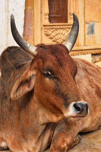 Close-up of a cow