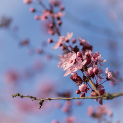 Close-up of pink flowers on branch