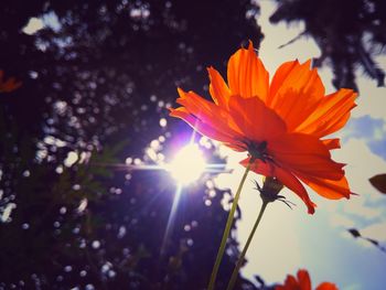 Close-up of orange flower against sky