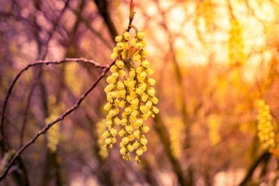 Close-up of flower tree