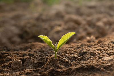Close-up of small plant growing on field