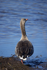 Close-up of bird in lake