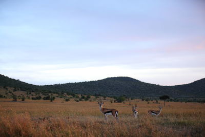 Horses in a field