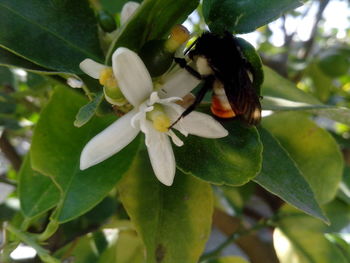 Close-up of insect on flower