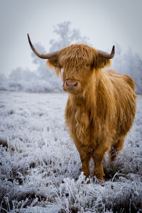 Highland cattle standing on field during winter