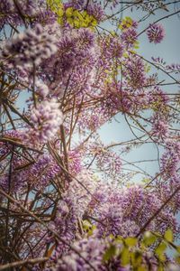 Pink flowers blooming in park