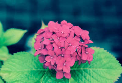 Close-up of pink hydrangea plant